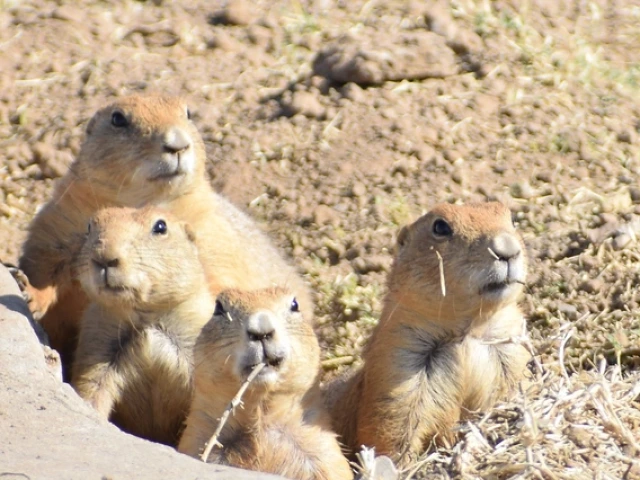 A group of four, light brown prairie dogs a grouped together and peering out from a whole in a dirt-strewn field.