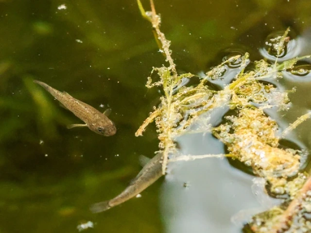 A small fish swims near vegetation.