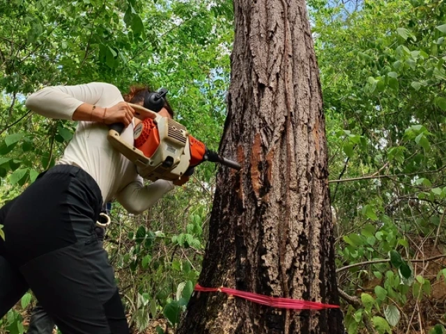 Valerie Trouet using a specialized tool to take a sample from a tree