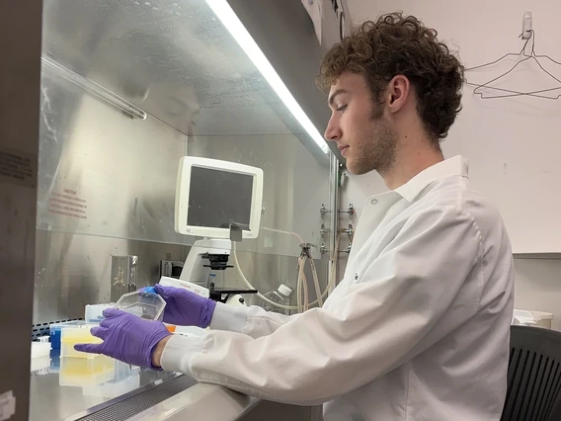 A young male scientist with curly brown hair, wearing a white lab coat and purple gloves, works inside a biosafety cabinet in a laboratory. He is handling a clear plastic container while surrounded by lab equipment, including a microscope and various pipette tip boxes. A reflection of his face is visible on the cabinet's glass, and a few coat hangers are sketched on the whiteboard behind him.