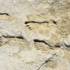 ancient footprints in beige clay
