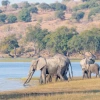 A group of four African Bush Elephants stand next to a small body of water.