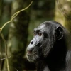 a chimpanzee sitting calmly in a rainforest