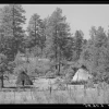 a black and white image showing wickiups standing in a ponderosa pine forest