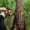 Valerie Trouet using a specialized tool to take a sample from a tree
